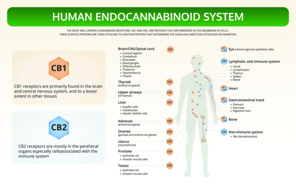 Endocannabinoid System